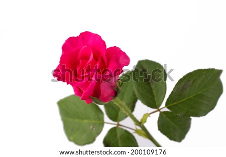 Beautiful Red Rose isolated on white back ground.