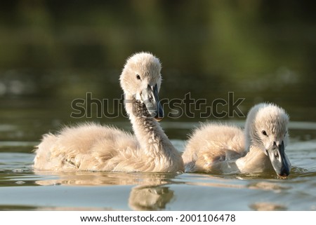 A pair of young swans on a sunny spring morning.