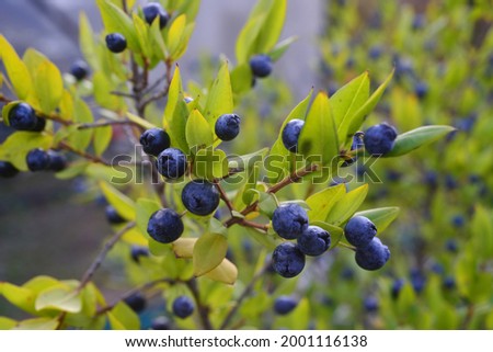 Myrtle berries in Sardinia, Italy Royalty-Free Stock Photo #2001116138