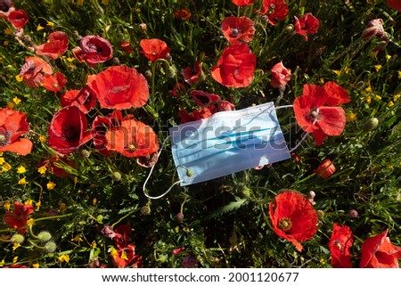 Close up of a Blue protective face mask thrown on a field of red poppy flowers. Papaveroideae plant