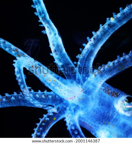 octopus animal negativ picture blue
