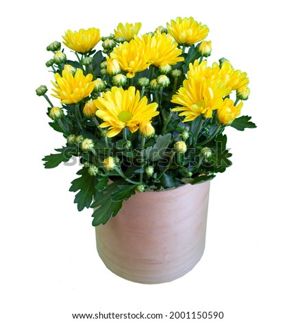 Bouquet of yellow chrysanthemums isolated on white background. Chrysanthemum flower in a vase.