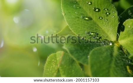 dew drops on a sheet of macrophotography clover close-up with a blurred background and free space for text