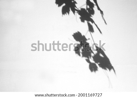 Abstract of grapes leaf and branch on white brick wall in black, gray and white tone background, minimal of nature. Royalty-Free Stock Photo #2001169727