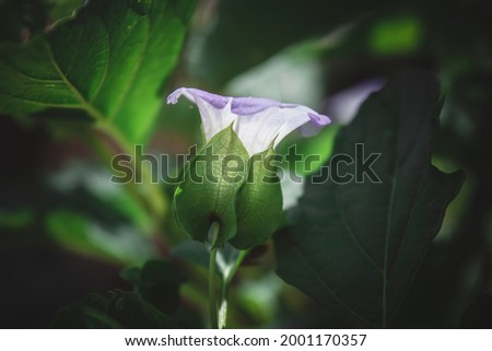 A flower in the foliage