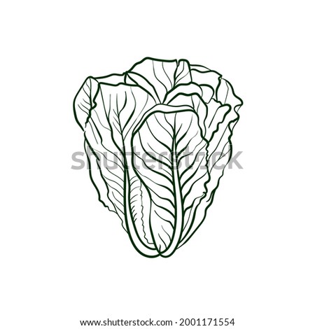 Romaine lettuce Line vector illustration. Detailed Food icon for mobile concept, print, menu, and web apps. For for restaurant, bar, vegan, healthy and organic food, market, farmers market.