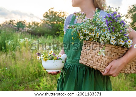 The woman collects medicinal herbs. Selective focus. Nature. Royalty-Free Stock Photo #2001183371