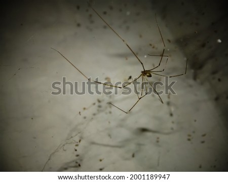 little tiny spider hang on spider webs
