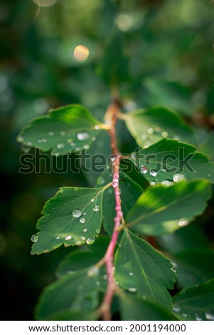 Plant with leaves and raindrops. Green bokeh background. Play of light. Close up.