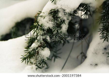 On a frosty winter day, juniper in snow patterns.