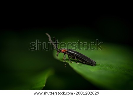 A macro photo of a lightning bug or firefly on a leaf.