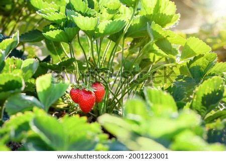 Strawberry berries are ripened on bush in the garden in the ground. Harvest garden strawberry. Close-up image of the vibrant red coloured Strawberries growing in the summer sunshine
