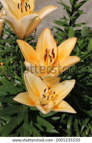 Orange lilies blooming among the greenery in the garden
