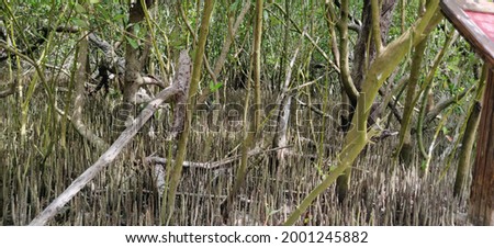 Forest Mangle in Isla Mujeres, Quintana Roo Royalty-Free Stock Photo #2001245882