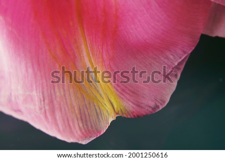 Macro Close Up Flower Photography