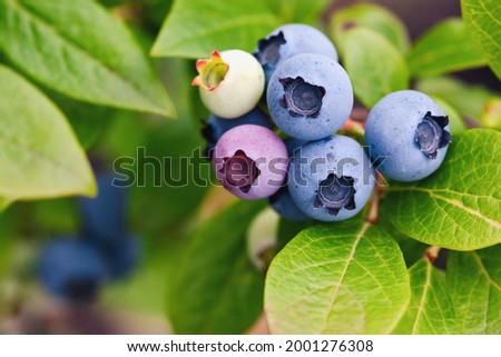 Early lowbush blueberry - Vaccinium angustifolium ripen in the garden Royalty-Free Stock Photo #2001276308