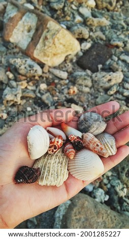 Take pictures with some shells on the beach, very cool and fresh