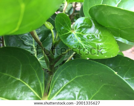 The leaves of the bowl because of its shape like a bowl seen from a close angle