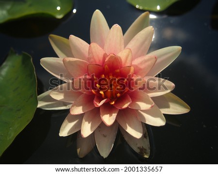 Lotus flower plants​ composition​ flower​.  Top view, flat lay, natural background​