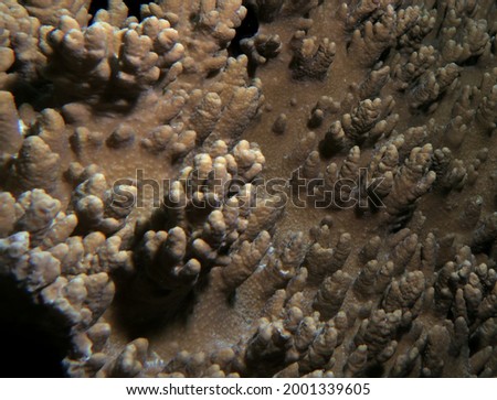 A Sinularia Spp soft coral Cebu Philippines                            