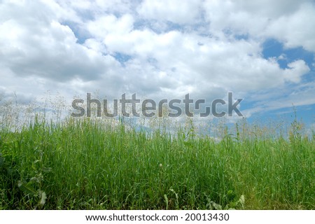 Green grass against the sky.