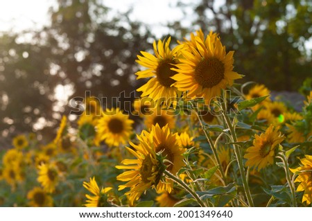 Organic yellow sunflowers in full bloom