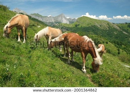 Horses grazing in the mountains of Tuscany. On Monte Matanna in the Apuan Alps, wild horses graze free.  Stock photos. Italy. 
