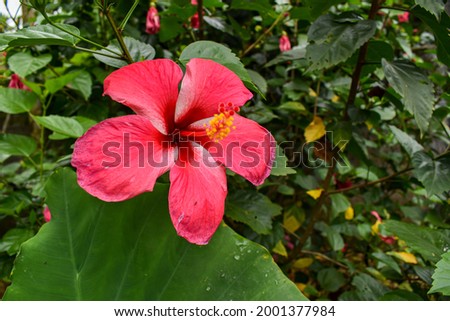 Pink Hibiscus flower in garden 