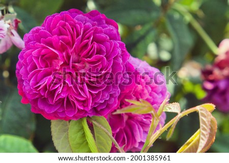 Rosa ''Cardinal de Richelieu' in flower Royalty-Free Stock Photo #2001385961