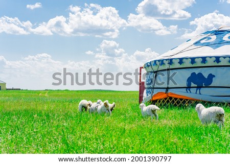 The traditional Mongolian tents on the Hulunbuir grassland in Inner Mongolia, China. Royalty-Free Stock Photo #2001390797