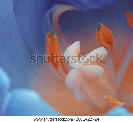 Macro Close Up Flower Photography. High resolution and Full Frame.