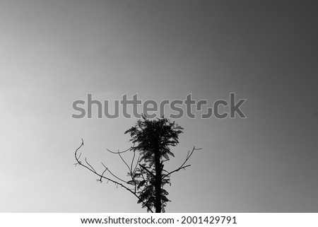 Black tree nature,Tree silhouette on isolated on cloud background