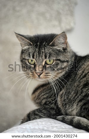 cute striped european shorthair cat close up