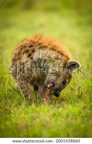 Spotted hyena sits in grass gnawing bone