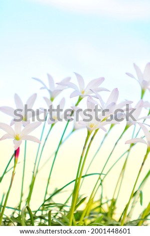closeup white zephyranthes flowers and green leaves on natural daylight blur background. Selective Focus