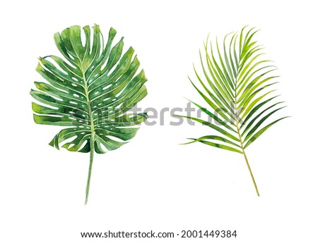 Palm leaves  illustration isolated on a white background. Watercolor hand painted exotic leaf.Vacation concept. Tropical themed design.