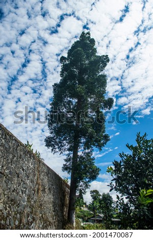 picture of big tree and stone wall against the background of blue sky and white clouds
