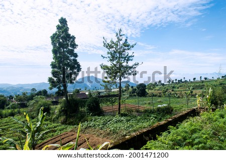 picture of a landscape on a plantation with large, shady and green trees