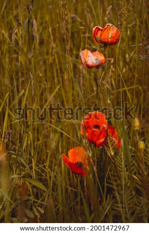 red poppy flowers. Blooming wild poppy flowers in the green-yellow grass. Bright colors, blurry background. Vertical image. A poster on the wall.