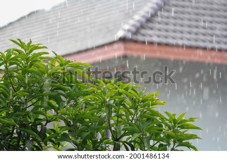 heavy rain on mango tree with house background. rainy season in asian country.