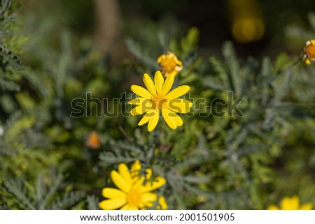 Yellow flowers in a natural environment under the sunlight, nature background, macro view, copy space, colorful picture