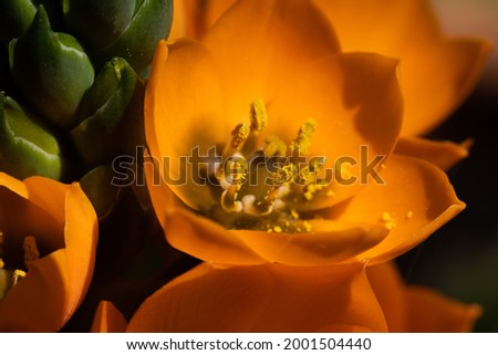 Orange flower, extreme macro view, nature background