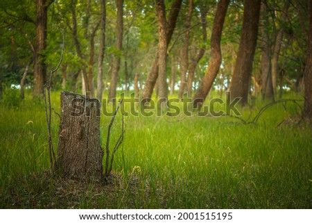A stump in the forest against the background of trees
