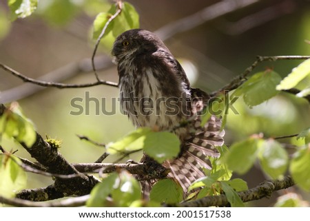 young Eurasian pygmy owl (Glaucidium passerinum) Swabian Jura Germany