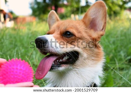 A corgi dog sits with an open mouth and protruding tongue. The dog takes the ball from the human hand