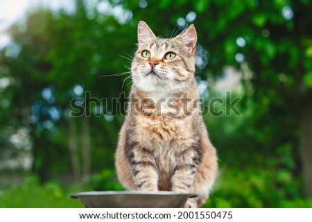 Beautiful cat portrait. A tabby cat sits in the garden against a background of green trees near a bowl of food. Female cat looks to the side. Royalty-Free Stock Photo #2001550475