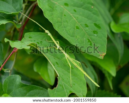Ramulus mikado , stick insect , bug stick or ghost insect  on a fresh green leaf in a forest Royalty-Free Stock Photo #2001559850