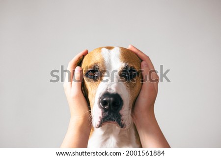 Portrait of a dog with ears covered up with human hands. Scared, frightened pets on holidays and July 4th Royalty-Free Stock Photo #2001561884