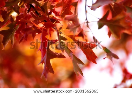 autumn season leaves background design for various uses