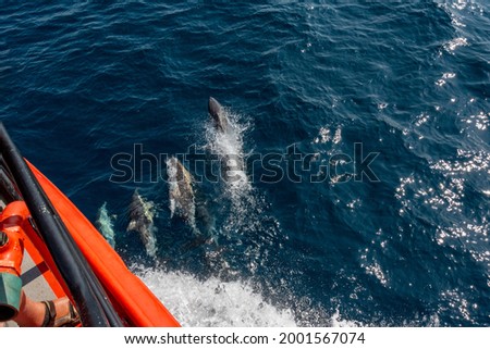 Dolphins swimming with the ship, New Zealand